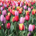 Tulpen-Mischung -Triumph