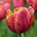 Tulpe 'Amazing Parrot'�