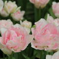 Tulpe 'Ang�lique'