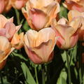 Tulpe 'Apricot Beauty'
