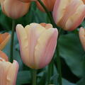 Tulpe 'Apricot Foxx'