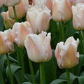 Tulpe 'Apricot Pride'