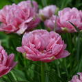 Tulpe 'Aveyron'
