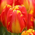 Tulpe 'Banja Luka'