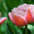 Gef�llte Tulpe 'Beachberry' (korr)