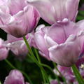Darwin-Tulpe 'Bleu Aimable', Tulipa 'Bleu Aimable'