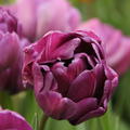 Tulpe 'Blue Diamond'