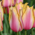Tulpe, Gartentulpe, Tulipa Blushing Lady