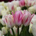 Tulpe 'Candy Club'