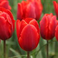 Tulpe 'Couleur Cardinal'
