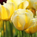 Tulpe 'Cream Cocktail'