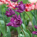 Tulpe 'Crown of Negrita'