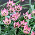 Wildtulpe 'Danique'