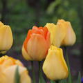 Tulpe 'Daydream'