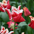 Tulpe 'Elegant Crown'