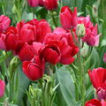Tulpe 'Fiery Club'