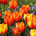 Tulpe 'Flair'