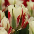Tulpe 'Flaming Springgreen'