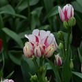 Tulpe 'Flaming Club'