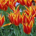 Tulpe 'Fly Away'�