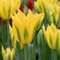 Tulpe 'Green Mile'