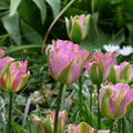 Tulpe 'Groenland'