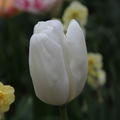 Tulpe 'Hakuun'�