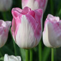 Tulpe, Gartentulpe, Tulipa Infinity