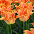 Tulpe 'Je t'aime'