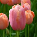 Tulpe 'Menton'
