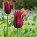 Tulpe 'Merlot'