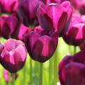 Tulpe 'Negrita'