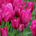 Tulpe 'Night Club'