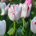 Tulpe, Gartentulpe, Tulipa One Direction