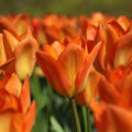 Tulpe 'Orange Emperor'