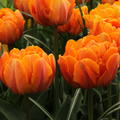 Tulpe 'Orange Princess'