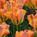 Tulpe 'Orange Marmalade'