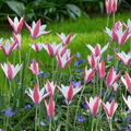 Tulpe, botanische Tulpe, Tulipa Peppermintstick