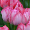 Tulpe, Gartentulpe, Tulipa Pink Sound