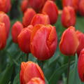 Tulpe 'Prins Willem Alexander'