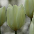 Tulpe 'Purissima'