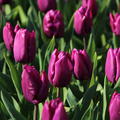 Tulpe 'Purple Prince'