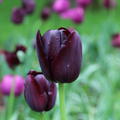 Tulpe 'Queen of Night'