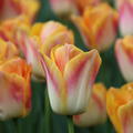 Tulpe 'Salmon Dynasty'