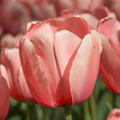 Darwin-Tulpe  'Salmon Impression'