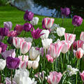 Tulpen, Gartentulpen Mischung, Mix Shades of Spring