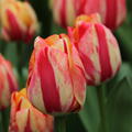 Tulpe 'Spryng Break'
