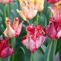 Tulpe 'Striped Crown'