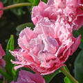 Tulpe, Gartentulpe, Tulipa Sugar Crystal