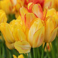 Vielbl�tige Tulpe 'Sunshine Club'
